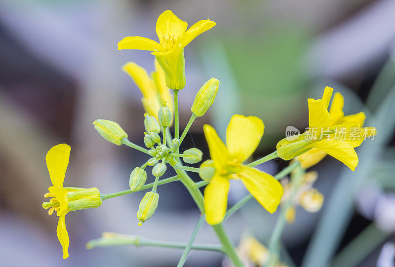 油菜(Brassica napus subsp.)显著)花